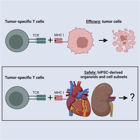 Human iPSC-derived preclinical models to identify toxicity of tumor ... 