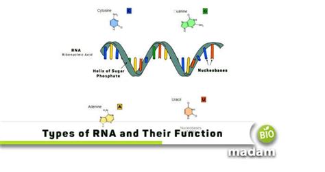 Types Of Rna And Their Functions Macromolecules Science Function