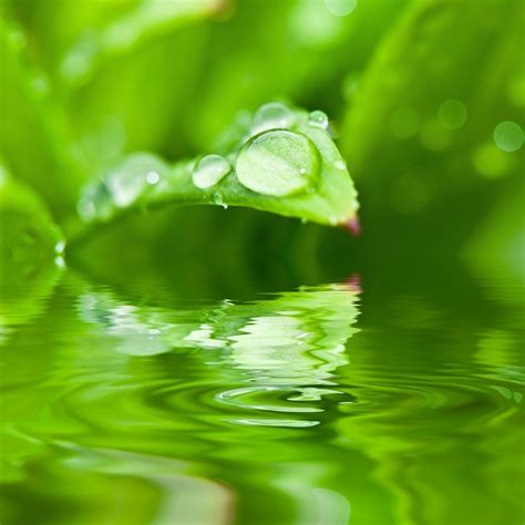 Bildet Vann Natur Gress Miste Dugg Anlegg Fotografering Regn