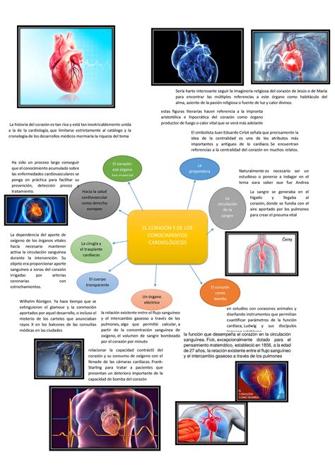 Mapa Mental Sistema Circulatorio El Coraz N Y De Los Conocimientos