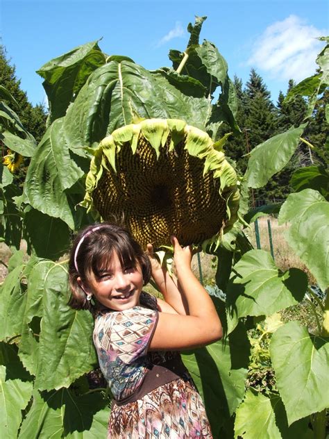 Frenchboro School: The Largest Sunflower in the World