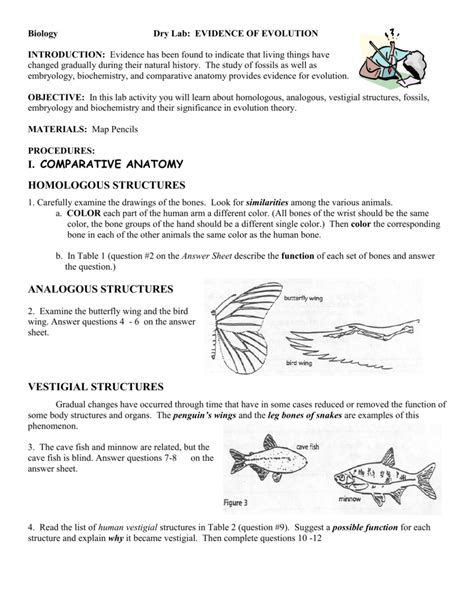 Comparative Anatomy Worksheet Answer Key Anatomy Worksheets