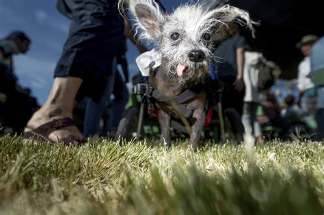 Qu Es Eso Conoce A Scooter El Perro M S Feo Del Mundo Sopitas Usa