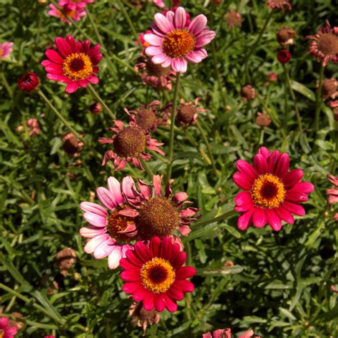 Argyranthemum x frutescens