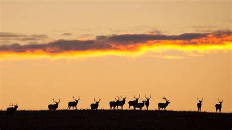 Kansas Elk Herd Expanding Its Range Rocky Mountain Elk Foundation