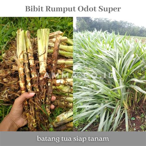 Bibit Rumput Odot Super Batang Tua Untuk Hijauan Pakan Ternak Lazada