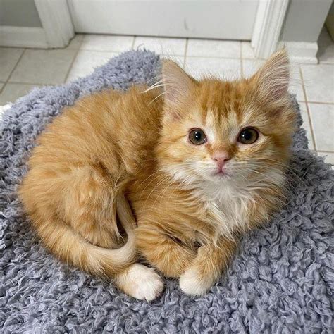 Twin Kittens So Thrilled To Have Comfy Place To Stay They Thrive Into