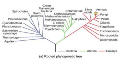 Chapter Phylogenies History Of Life Flashcards Quizlet