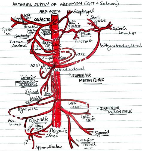 Anatomy Diagrams Artofit