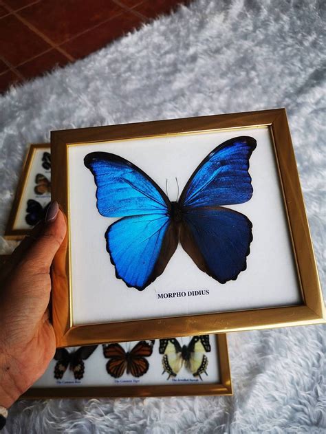 Real Butterfly Morpho Didius Insect Frame Set Taxidermy Display Golden