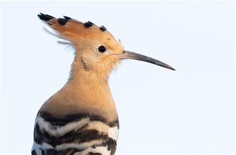 Premium Photo Eurasian Hoopoe Upupa Epops Closeup Of A Bird On A