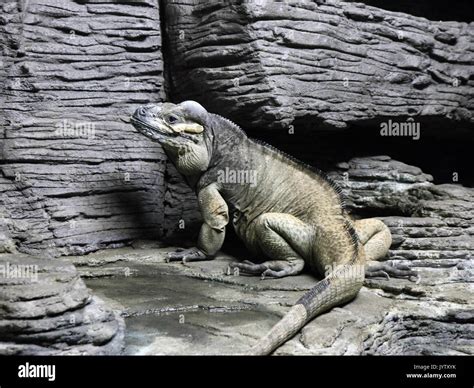 Cuban Rock Iguana Stock Photo Alamy