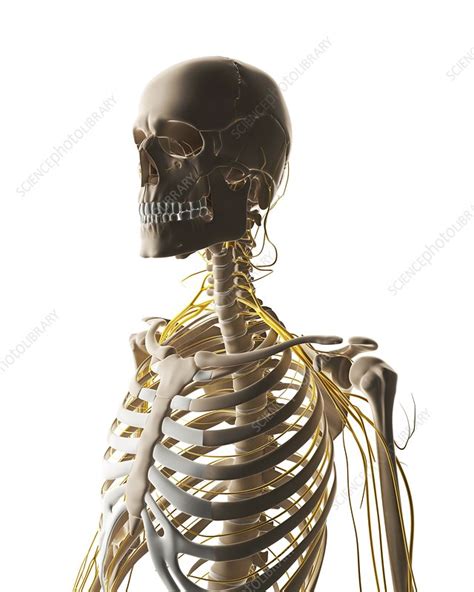 Human Nervous System Artwork Stock Image F010 1889 Science Photo