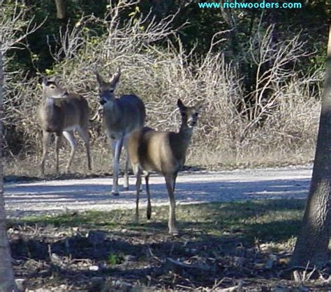 Scouting For Whitetail