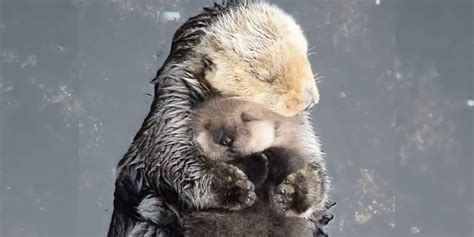 Otter Moms Are Just Like Human Moms Videos The Dodo