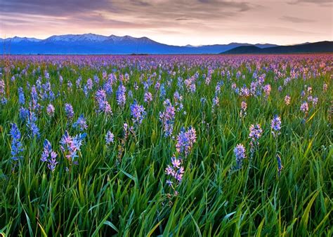 Camas Prairie Centennial Marsh Wildlife Management Area Alchetron