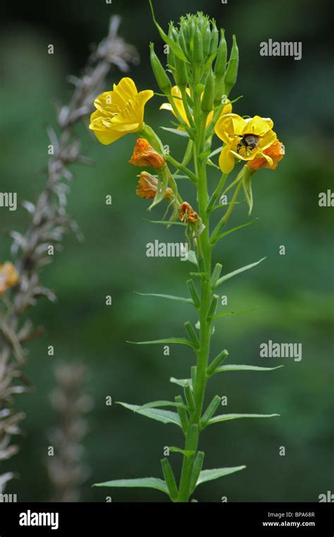 Common Evening Primrose Oenothera Biennis Also Known As Evening Star