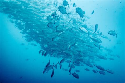 Tales of the Odd & the Ugly While Diving Barracuda Lake - Bold Travel