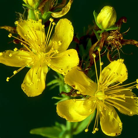 St. John's Wort and Depression: In Depth | NCCIH