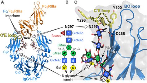 The Structural Role Of Antibody N Glycosylation In Receptor