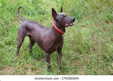 Xoloitzcuintle Mexican Hairless Breed Ancient Unsusual Stock Photo 2135383117 | Shutterstock