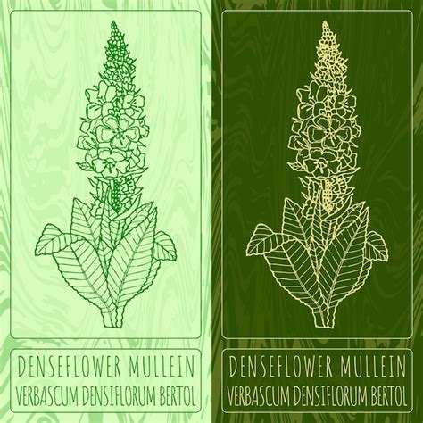 Dibujos Vectoriales Denseflower Mullein Ilustración Dibujada A Mano Nombre Latino Verbascum