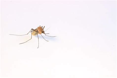 Small Flying Bugs In House - 10 Flying Pests You May Be Dealing With ...