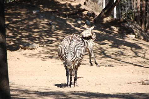 Zebra Memeliler Hayvanlar Afrika Pixabay De Cretsiz Foto Raf Pixabay