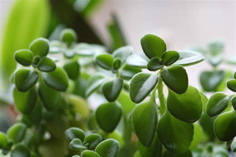 Plectranthus Socotranus