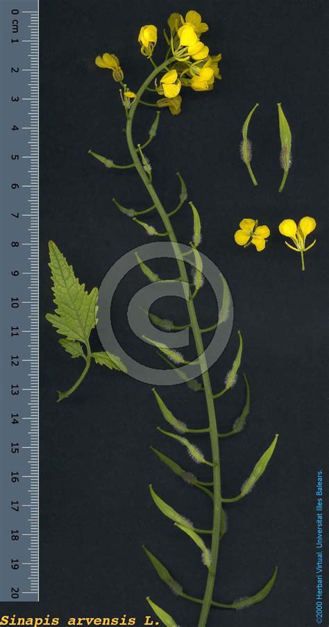 Sinapis alba (White Mustard) : MaltaWildPlants.com - the online Flora ...