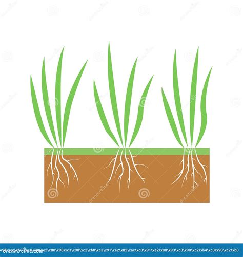 Plant With Roots Set Lawn Aeration Stage Illustration Lawn Grass Stock Illustration