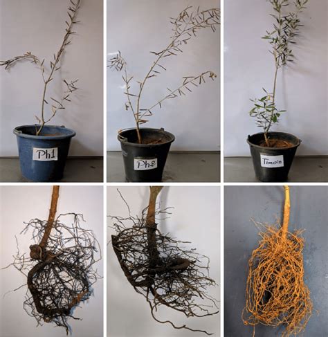 Wilt of a rooted olive seedling in a pot (on the left) artificially... | Download Scientific Diagram