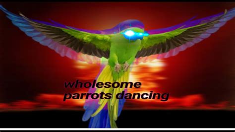 Wholesome Parrots Dancing Meme Animation Youtube