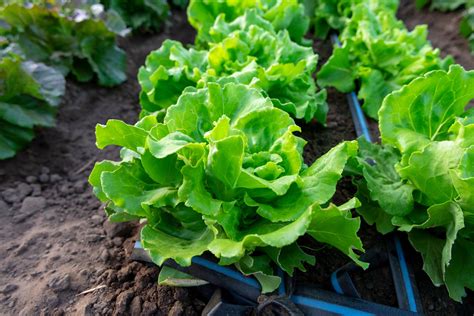 types of garden lettuce 3
