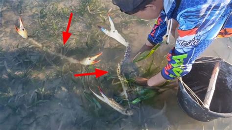 Berburu Rajungan Ikan Udang Saat Air Laut Surut Dapat Banyak YouTube