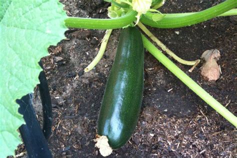 From Sprawling To Soaring Learn To Grow Zucchini Vertically