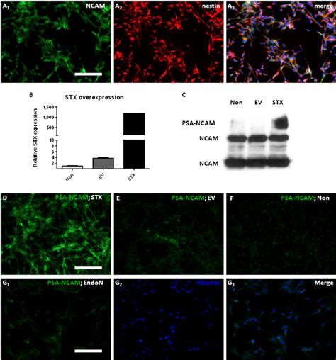 Stx Overexpression In Ipsc Derived Neural Stem Cells Nscs A 1 A 3 Download Scientific