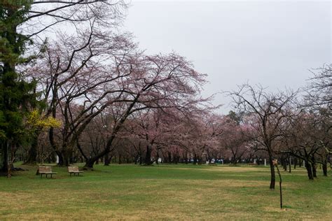 【観測史上最速の開花宣言】弘前公園 園内の桜の様子（2023年4月7日） 弘前さくらまつり Hirosaki Cherry Blossom