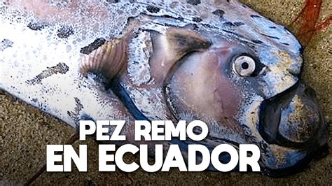 Se Viene Un Terremoto Pez Remo Es Atrapado Por Pescadores En Ecuador