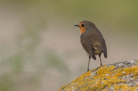 Pit Roig Petirrojo Europeo European Robin Rougegorge Flickr