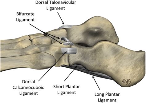 Mr Imaging Of The Midfoot Including Chopart And Lisfranc Joint