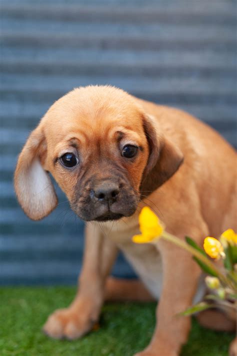 Gorgeous Pugaliers – Kellys Kennels