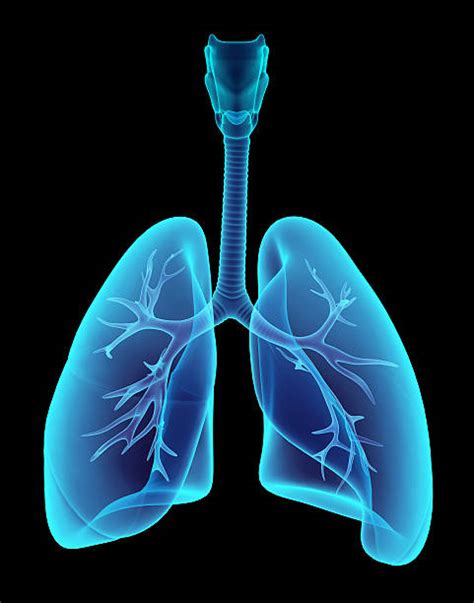 24+ Simple Lungs Diagram - MarcPaiton