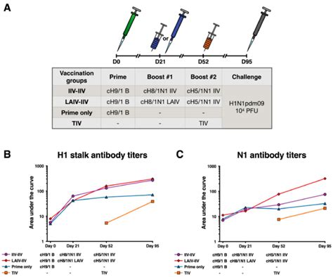 Vaccination Strategy And Antibody Titers Measured By Elisa A The