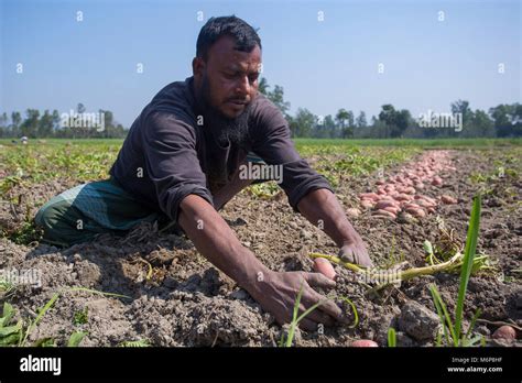 Potato harvesting in fields Stock Photo - Alamy