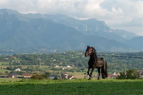 Black Friesian Horse Running at the Mountain Farm in Romania, Black ...