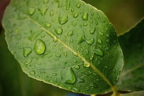 Kostenlose Bild Wassertropfen Regenzeit Feuchtigkeit Regentropfen