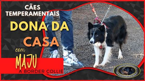 MAJU Border Collie Chegada Ao Canil YouTube