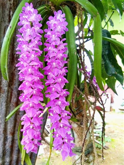 Orchid Of Assam State Flower Of Assam