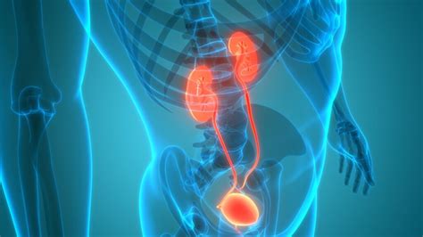 bladder health  incontinence elite hospital kingwood
